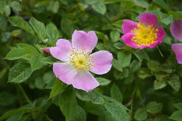 Nootka roses in full bloom showcases delicate pink and fuchsia petals with a vibrant yellow center.