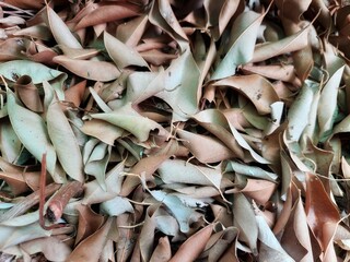 natural background in the form of a stretch of dry leaves