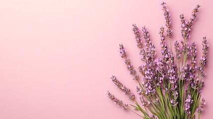 Obraz premium Beautiful lavender flowers arranged artfully on a solid pink background