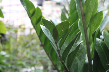 photo of green leaves in children's garden kids