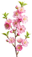 Elegant Cherry Blossom Branch with Pink Flowers and Green Leaves
