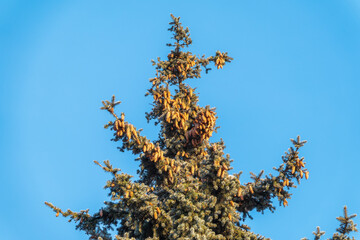 Green spruce branches with needles and cones against a blue sky in winter. Many cones on spruce. Fir tree.