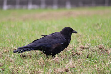 カラス