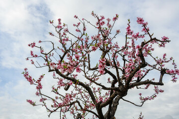 神戸市東灘区の魚崎水辺の散歩道のアーモンド並木