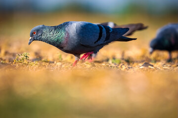Beautiful close-up view of pigeon bird in the nature.