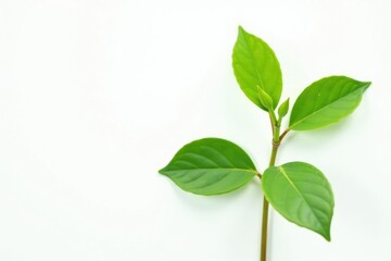 Fototapeta premium Single, delicate sapling, vibrant green leaves against pure white , seedling, new life