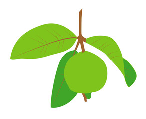 Philippine Bayabas(Guava)