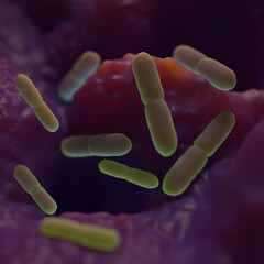 Lactobacillus bacteria are a genus of Gram-positive, rod-shaped, facultative anaerobic bacteria