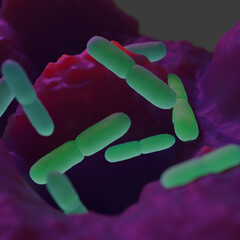 Lactobacillus bacteria are a genus of Gram-positive, rod-shaped, facultative anaerobic bacteria