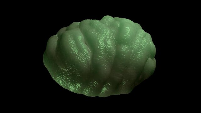 water bear tun close-up shot