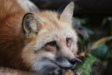 Fototapeta premium キツネ