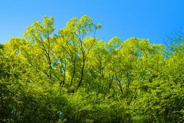 Obraz premium 新緑の木