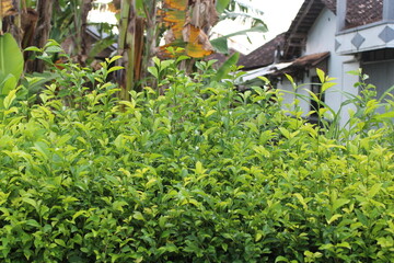 green fresh leaves in the morning