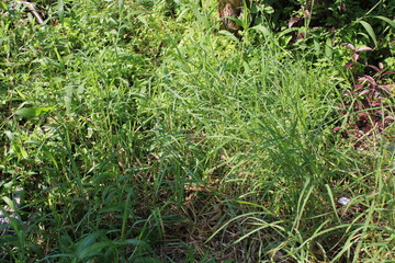 photo of fresh green grass in the morning