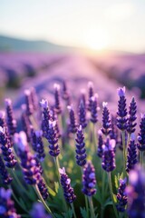 Naklejka premium Serene Sunset Lavender Field A Vibrant Display of Purple Blossoms Bathed in Golden Light