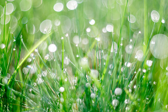 Close-up of vibrant green grass covered in morning dew with beautiful bokeh light effects - Powered by Adobe