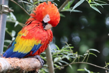 コンゴインコ