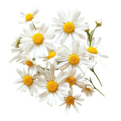  A bunch of delicate daisy flowers showcasing white petals and yellow centers on transparent background