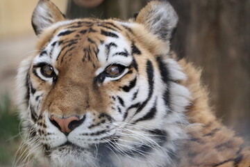 Fototapeta premium アムールトラ