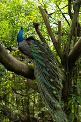 Obraz premium beautiful peacock sits on a tree, graceful bird 