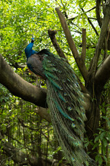 Obraz premium beautiful peacock sits on a tree, graceful bird