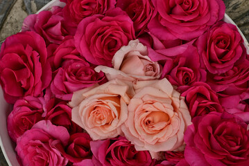 たくさんの赤や桃色のバラの花