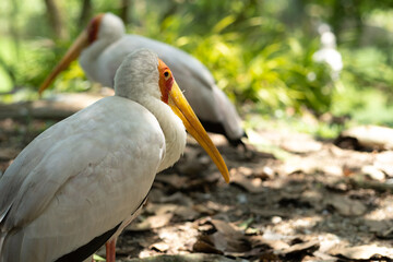 Yellow-billed stork resting in the shade from the sun, bird park in Malaysia