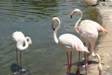 a small flock of pink flamingos in a bird park