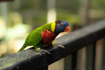 Obraz premium beautiful Rainbow Lorikeet in bird park, colorful parrot in Malaysia