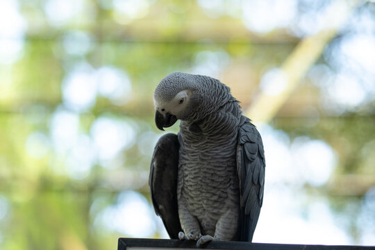 African grey parrot sitting on a perch, bird park in Malaysia