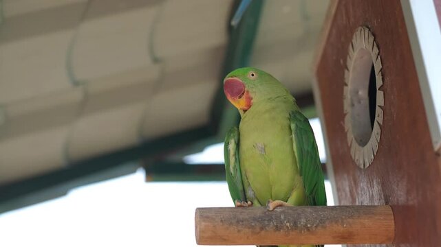 eclectus parrot sleeping in the shade from the sun in the bird park