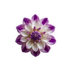 Obraz premium A stunning flower with layered petals in shades of purple and white, radiating intricate beauty and elegance.