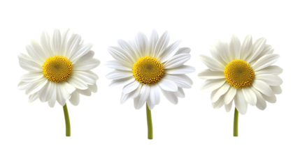 Pack of Daisy Flowers set Against Transparent Background for Floral Design, Botanical Illustrations, or Home Decor