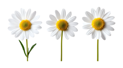 Pack of Daisy Flowers set Against Transparent Background for Floral Design, Botanical Illustrations, or Home Decor