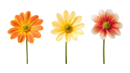 Pack of Daisy Flowers set Against Transparent Background for Floral Design, Botanical Illustrations, or Home Decor