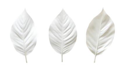 Pack of Elegant White Leaves set Against Transparent Background for Minimalist Decor, Nature-Inspired Design, or Botanical Illustration