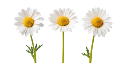 Pack of Daisy Flowers set Against Transparent Background for Floral Design, Botanical Illustrations, or Home Decor
