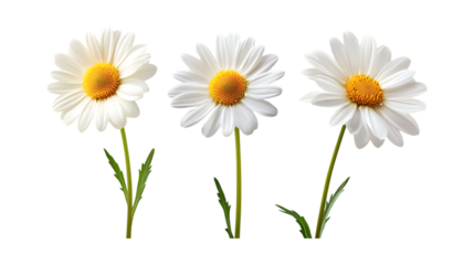 Pack of Daisy Flowers set Against Transparent Background for Floral Design, Botanical Illustrations, or Home Decor