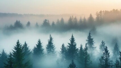 Obraz premium Foggy forest landscape with tall, slender trees, lush green canopy, and hazy atmosphere under a pale blue sky.