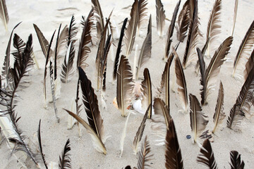 Sea Bird Feathers Arranged In The Sand