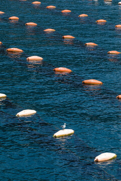 Mussel farm