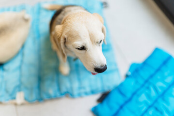Cute beagle dog resting on cooling mat during summer heatwave