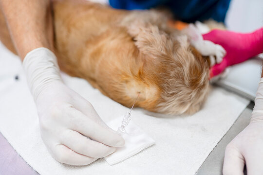 Veterinarian placing intravenous catheter in a dog during surgery
