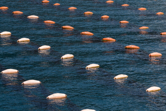 Oyster farm