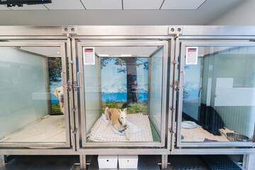 Dogs resting in comfortable individual cages at veterinary clinic