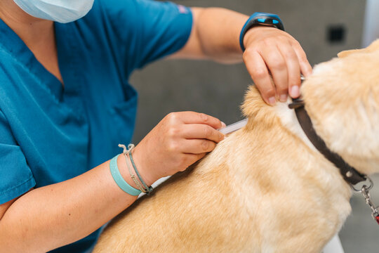 Veterinarian applying pipette to dog for flea and tick treatment