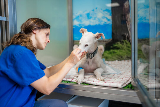 Veterinarian cleaning injured greyhound dog nose in clinic