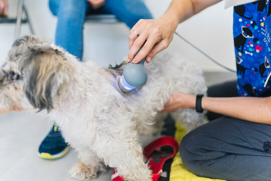 Veterinarian performing laser therapy on a small dog