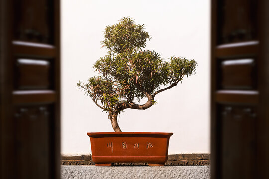 Bonsai Tree