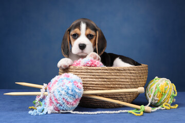 Cute little beagle puppy with yarn and knitting needles sitting in basket